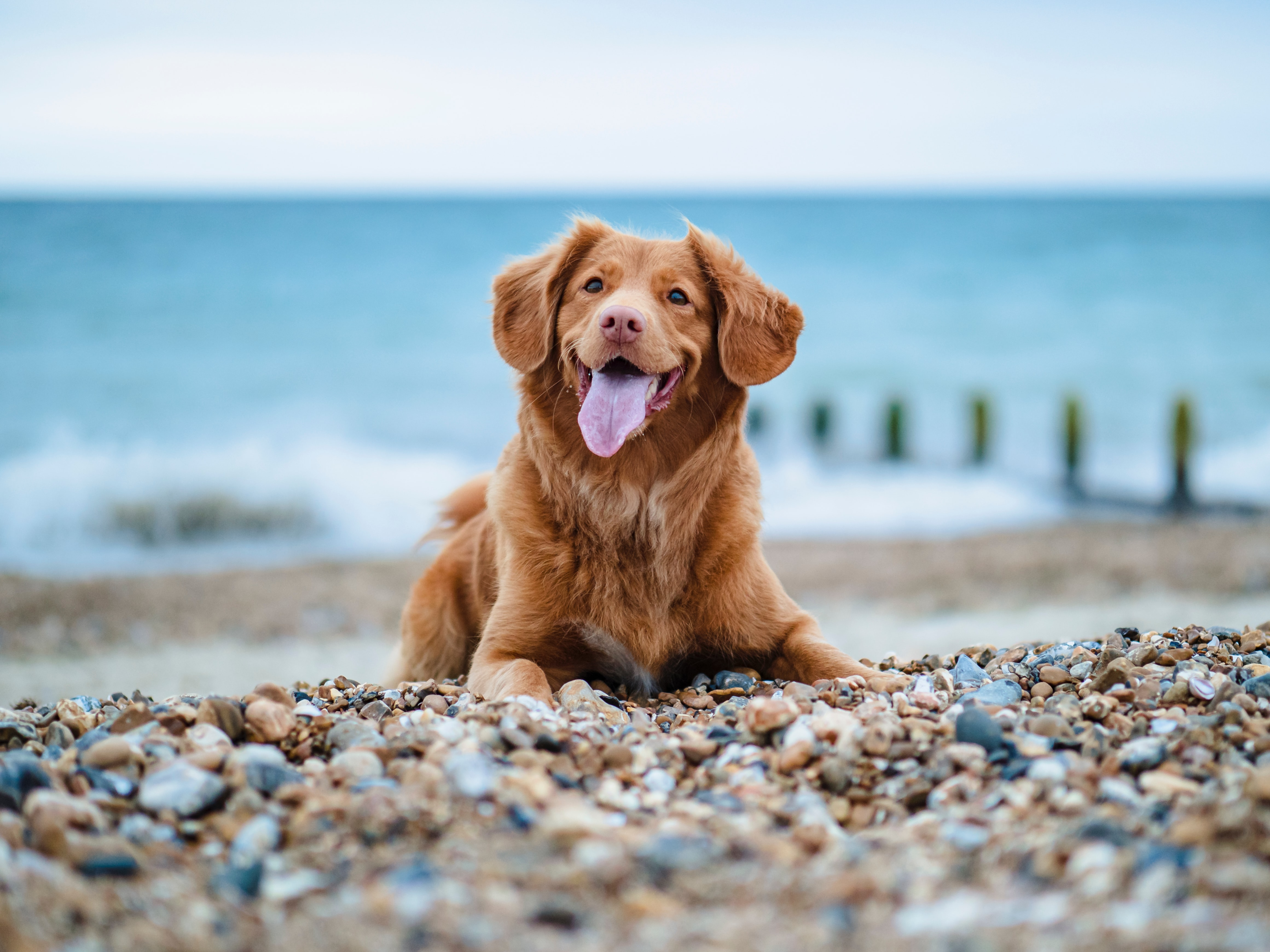 dog, beach, happy