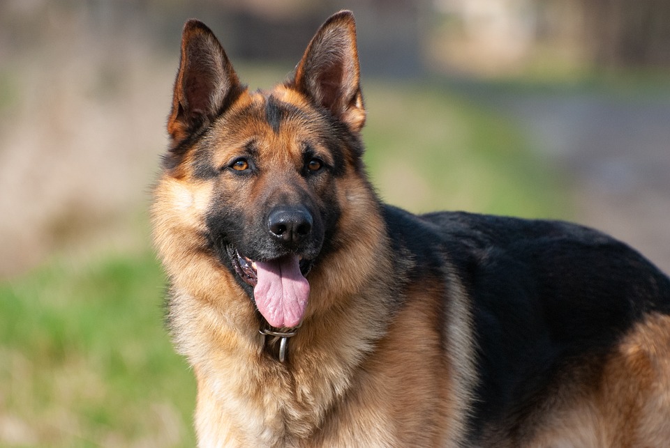 Free photos of German shepherd dog