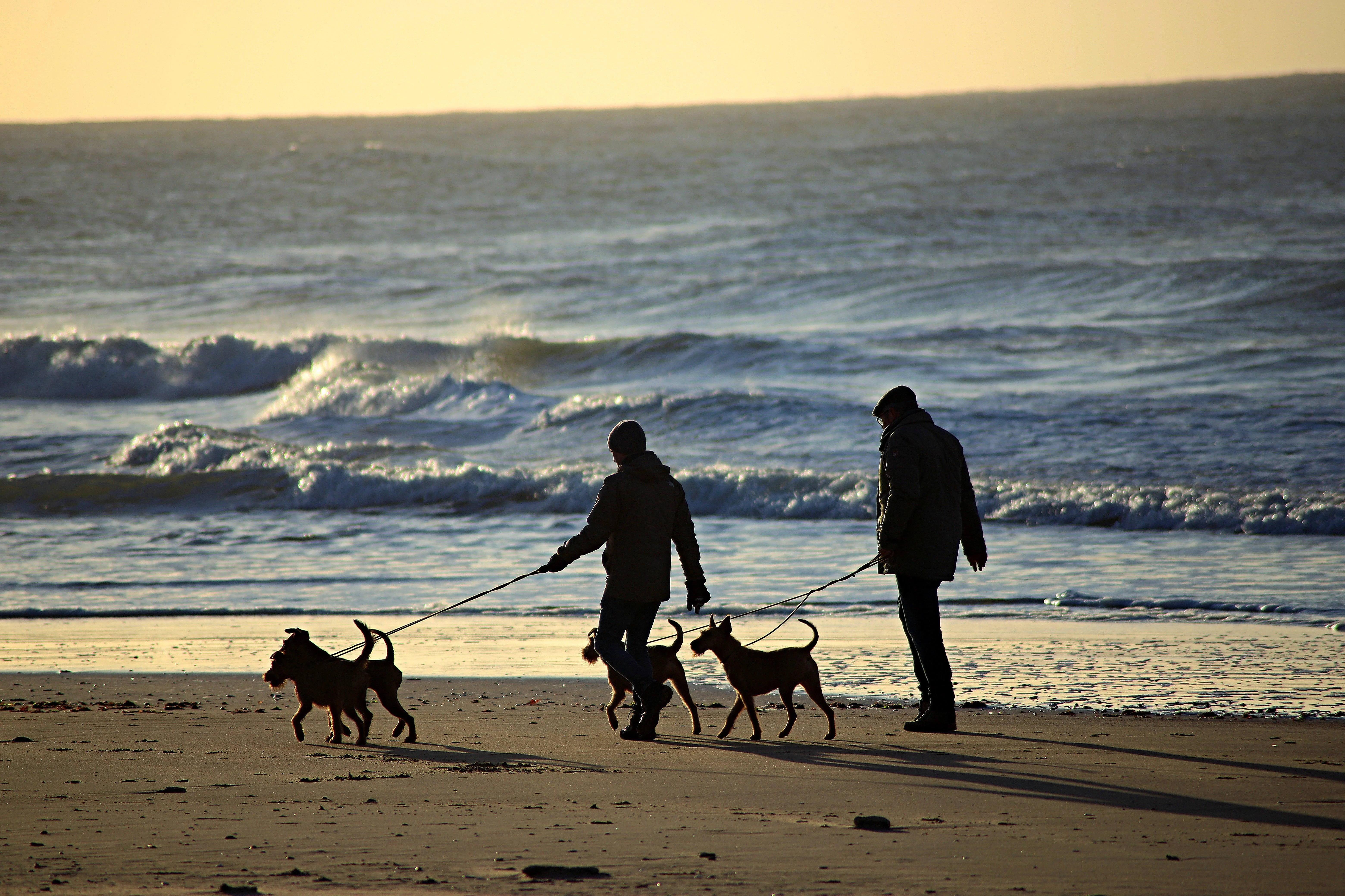 Free People Walking with Dogs on the Beach Stock Photo