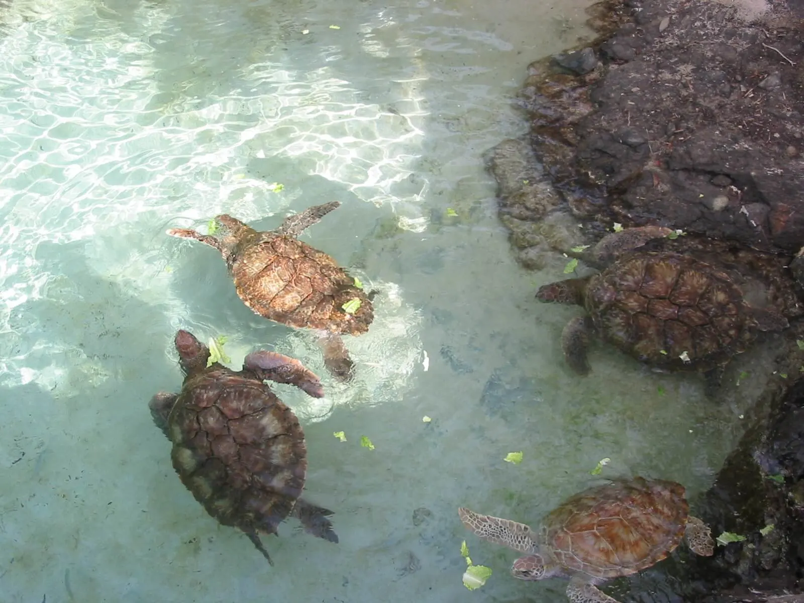 3 Turtle feeding at Coral World