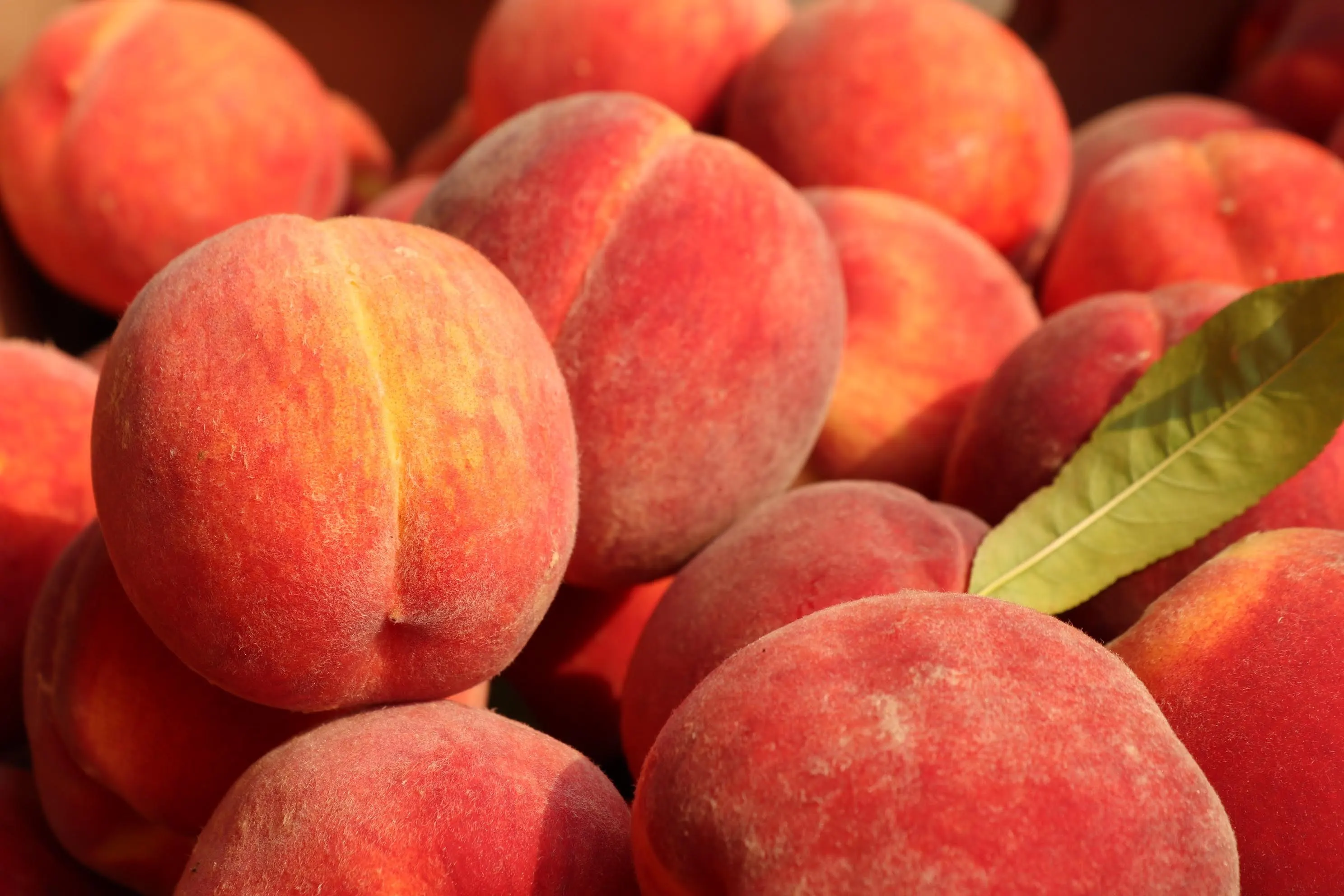 Pick Your Own Texas Peach Farms Touristwire