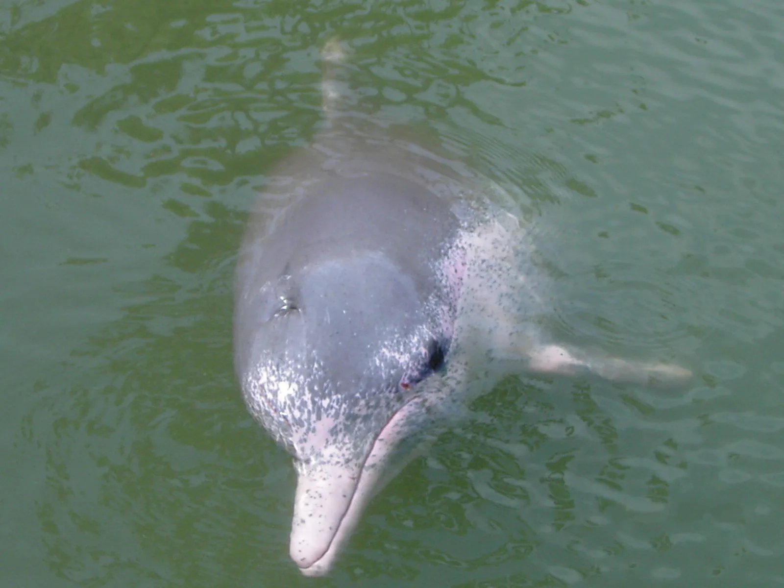 Wikimedia Commons (https://touristwire.com/wp-content/uploads/2025/01/Pink_Dolphin.jpg)