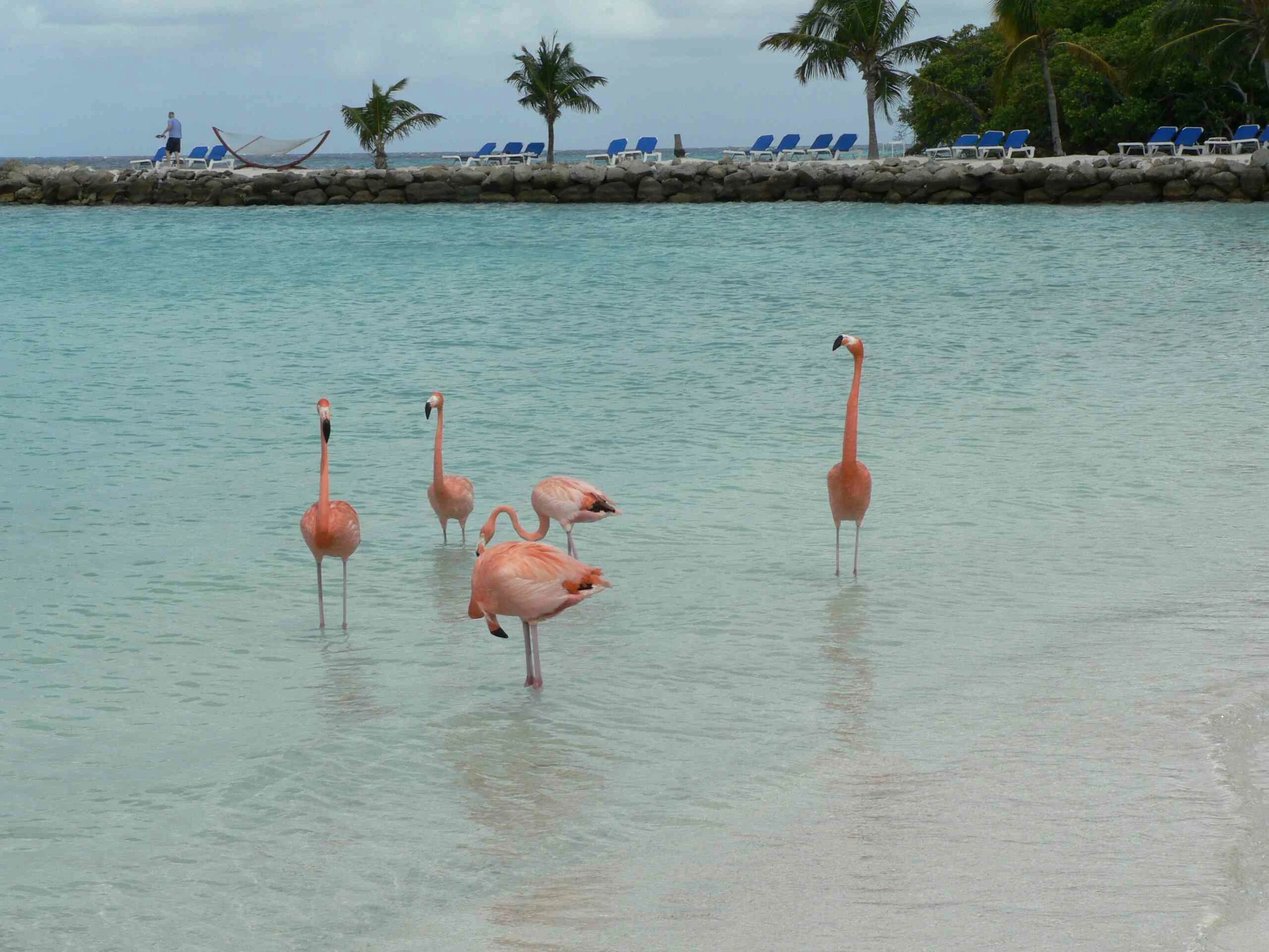 Aruba Flamingos 28490140342729 Aruba Flamingos 28490140342729