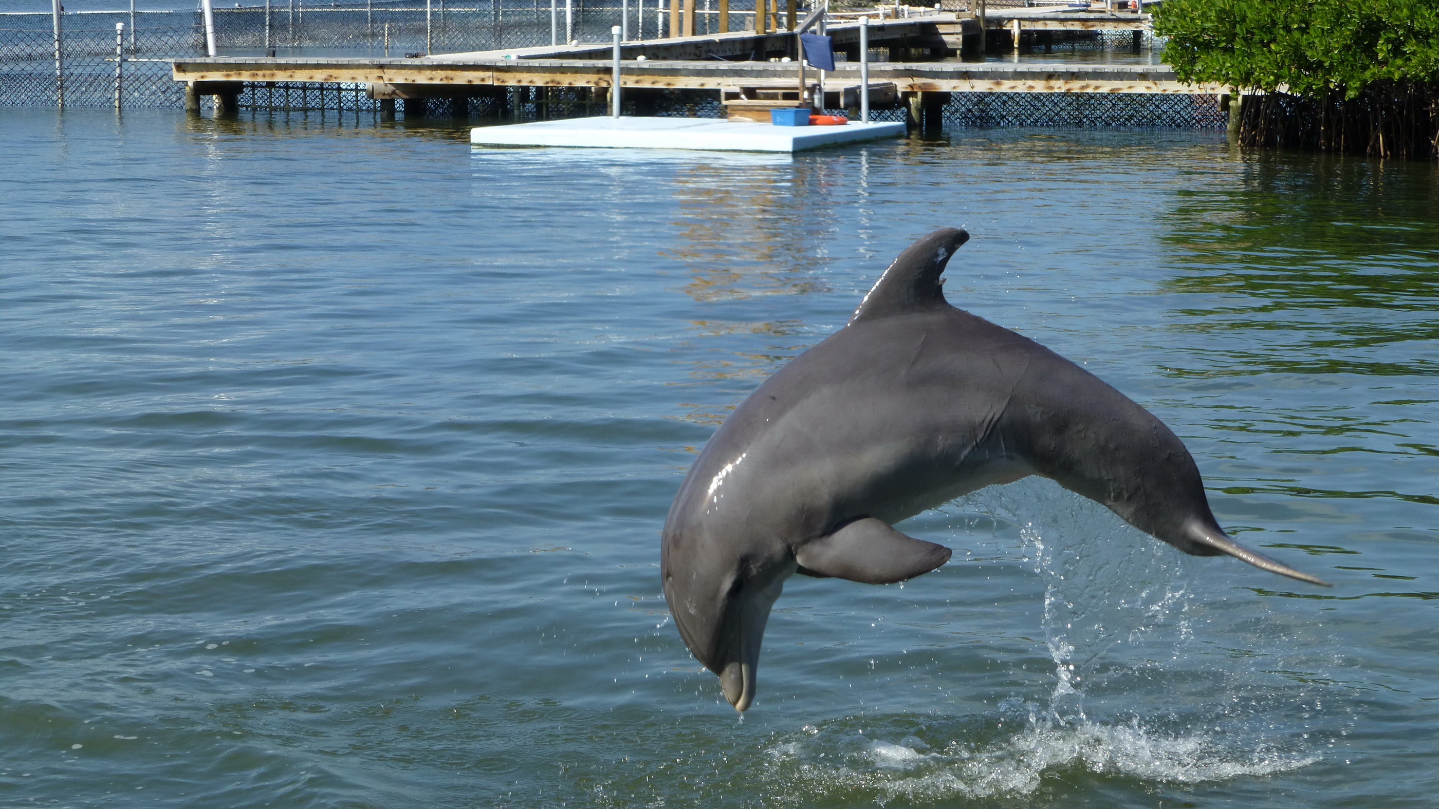 Dolphin Research Center2C Florida Key27s a Bottlenose Dolphin 281583532641629 Wikimedia Commons (https://touristwire.com/wp-content/uploads/2025/06/Dolphin-Research-Center2C_Florida_Key27s_-_a_Bottlenose_Dolphin_281583532641629.jpg)