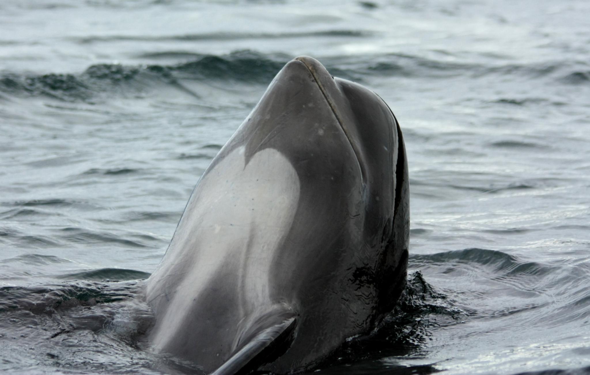 Wikimedia Commons (https://touristwire.com/wp-content/uploads/2025/06/Globicephala_melas_Cape_Breton_1.jpg)