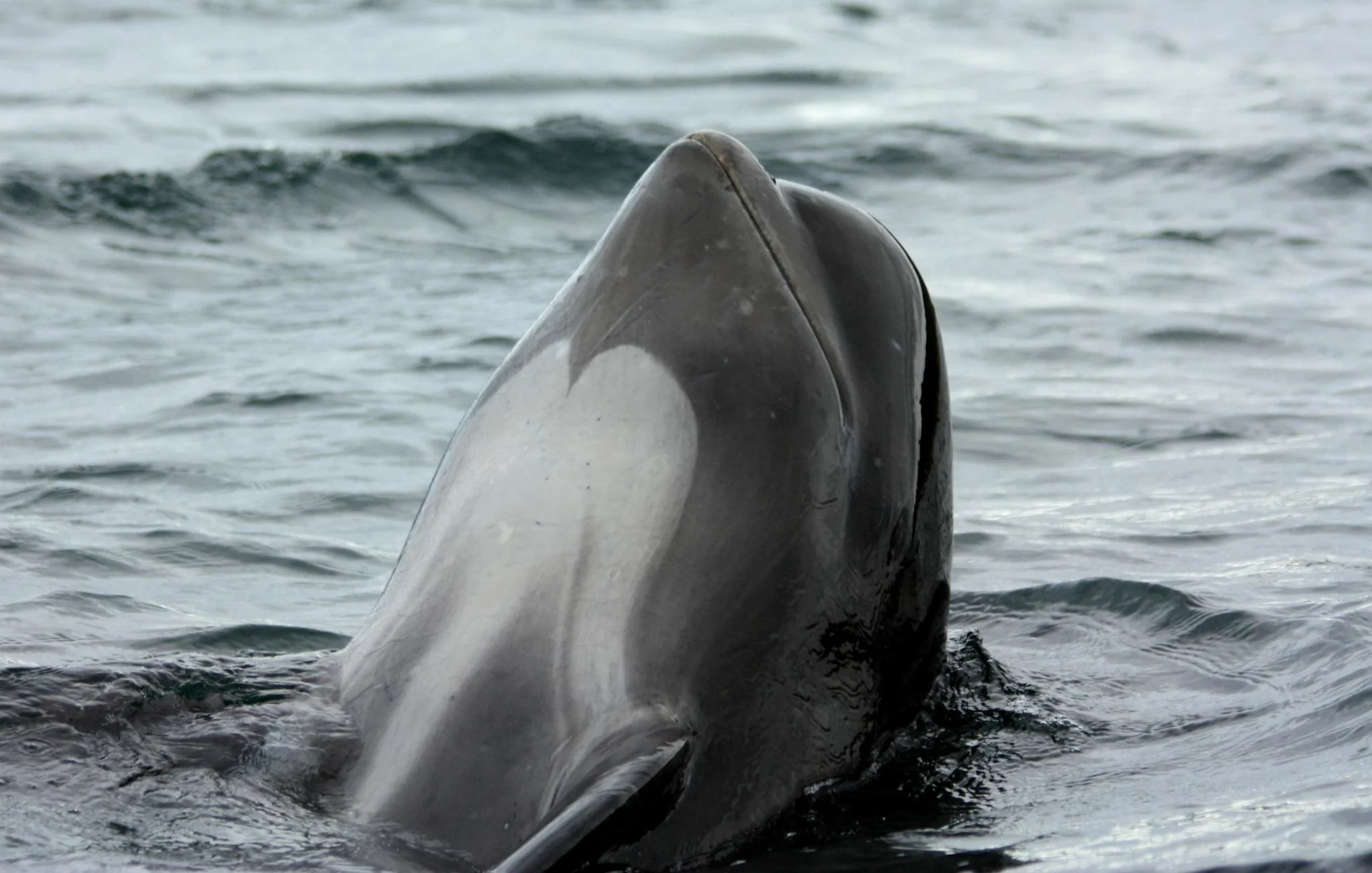 Globicephala melas Cape Breton 1 Wikimedia Commons (https://touristwire.com/wp-content/uploads/2025/06/Globicephala_melas_Cape_Breton_1.jpg)
