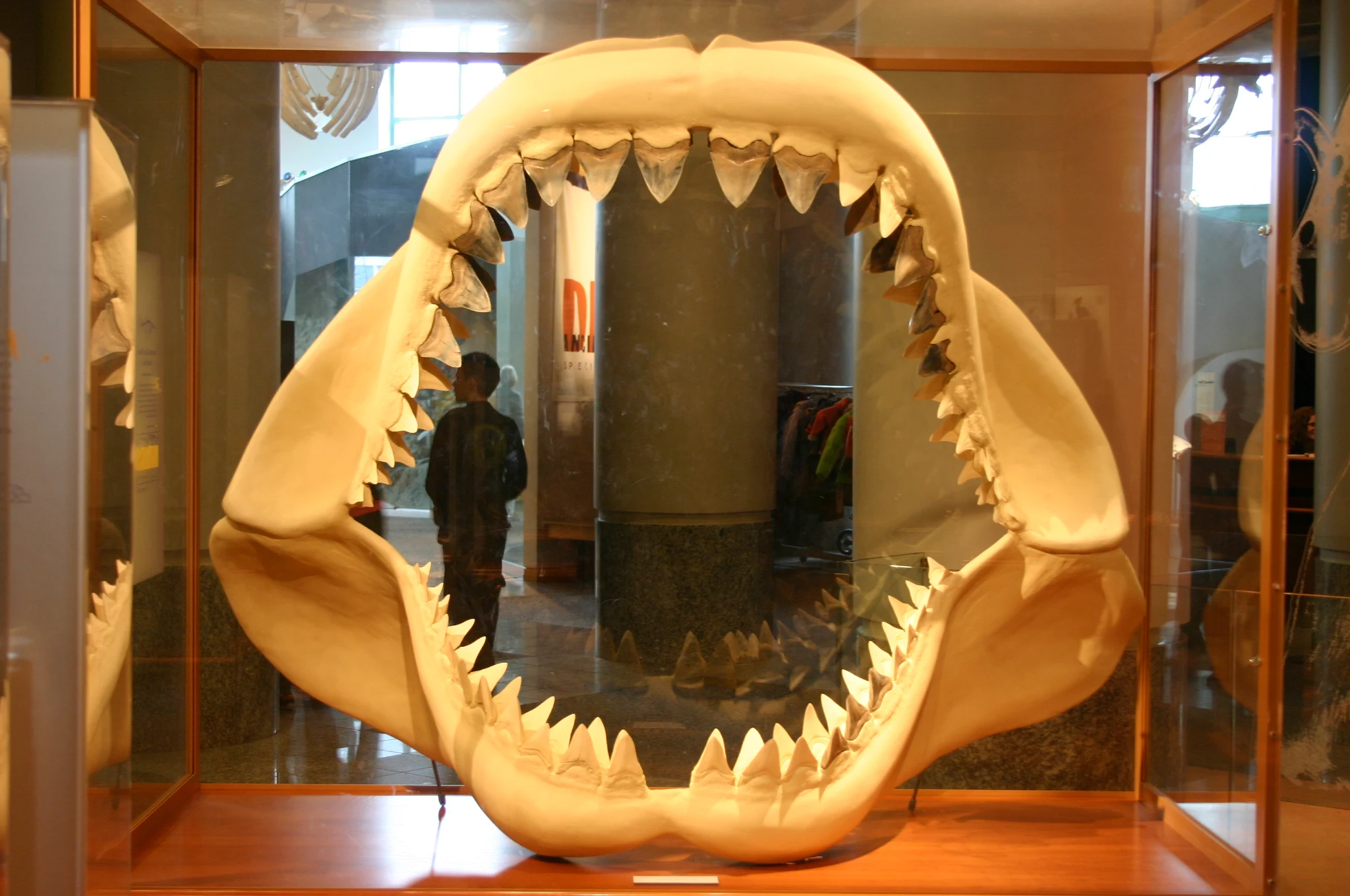 Image sourced from: Wikimedia Commons